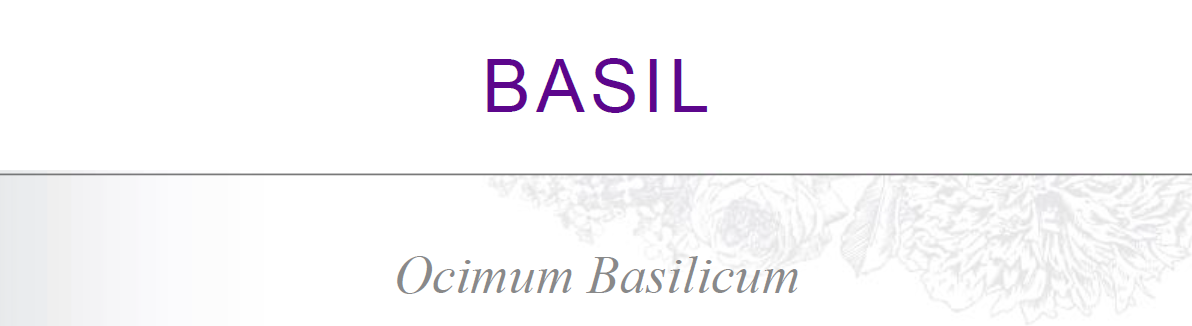 basil-4