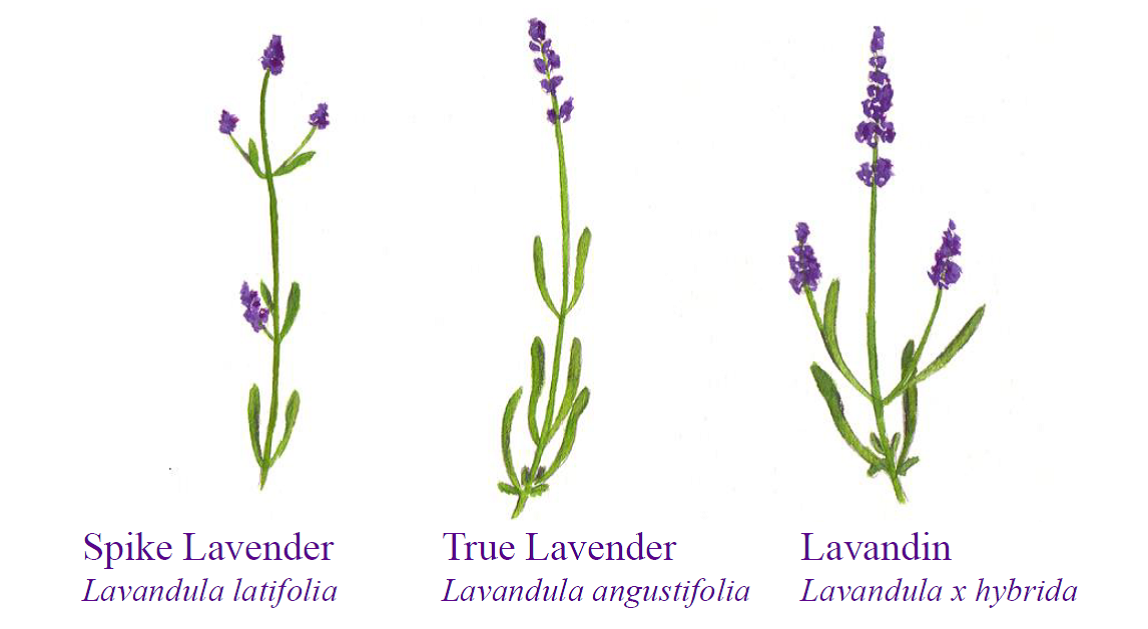 Lavender Essential Oils Cb Consulting
